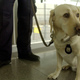 Airport doggo via Getty Images.